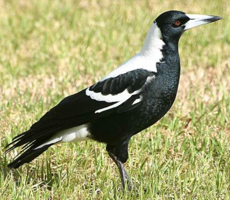 Australian-Magpie