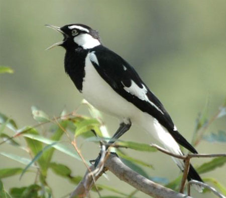 Magpie-–Lark