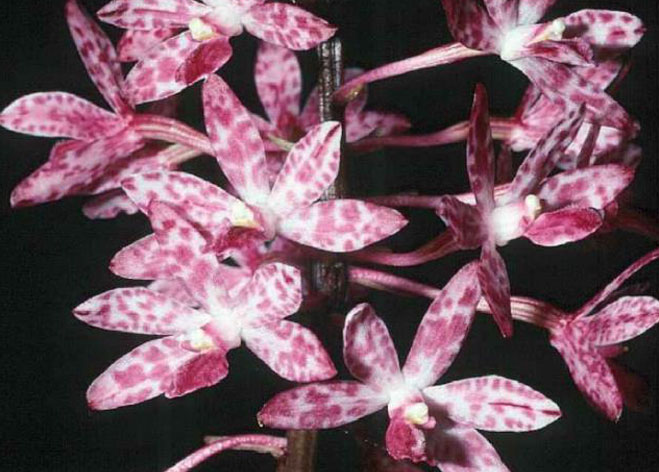 Rosy Hyacinth Orchid